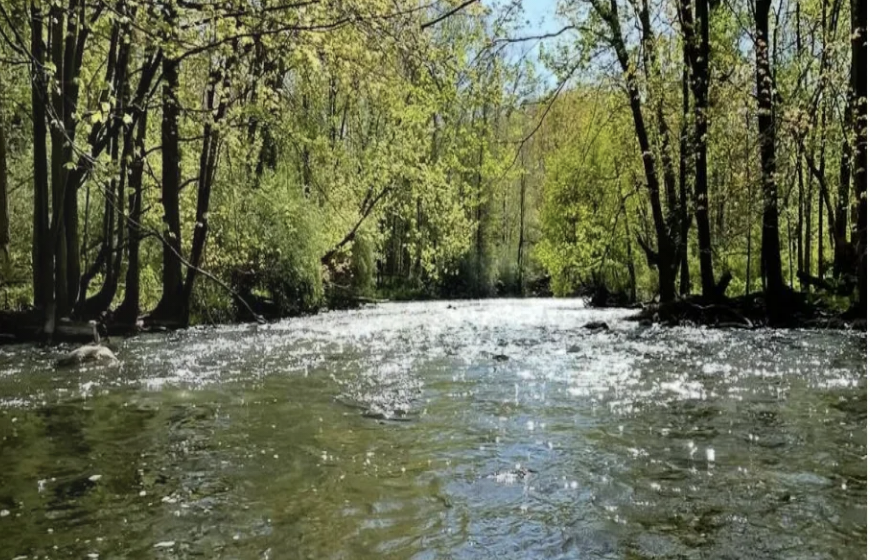photo of a river surrounded by trees