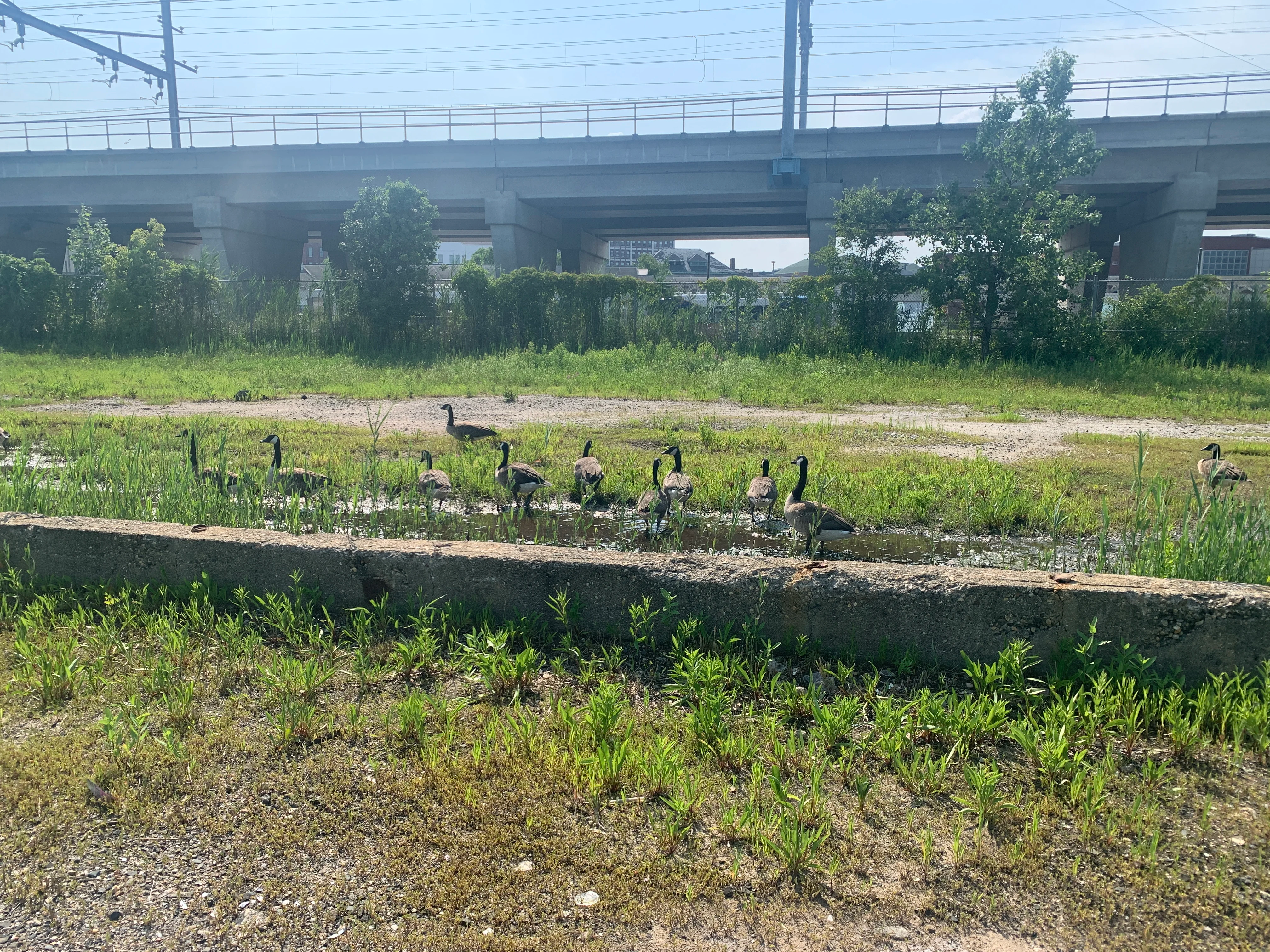ducks standing in an open lot