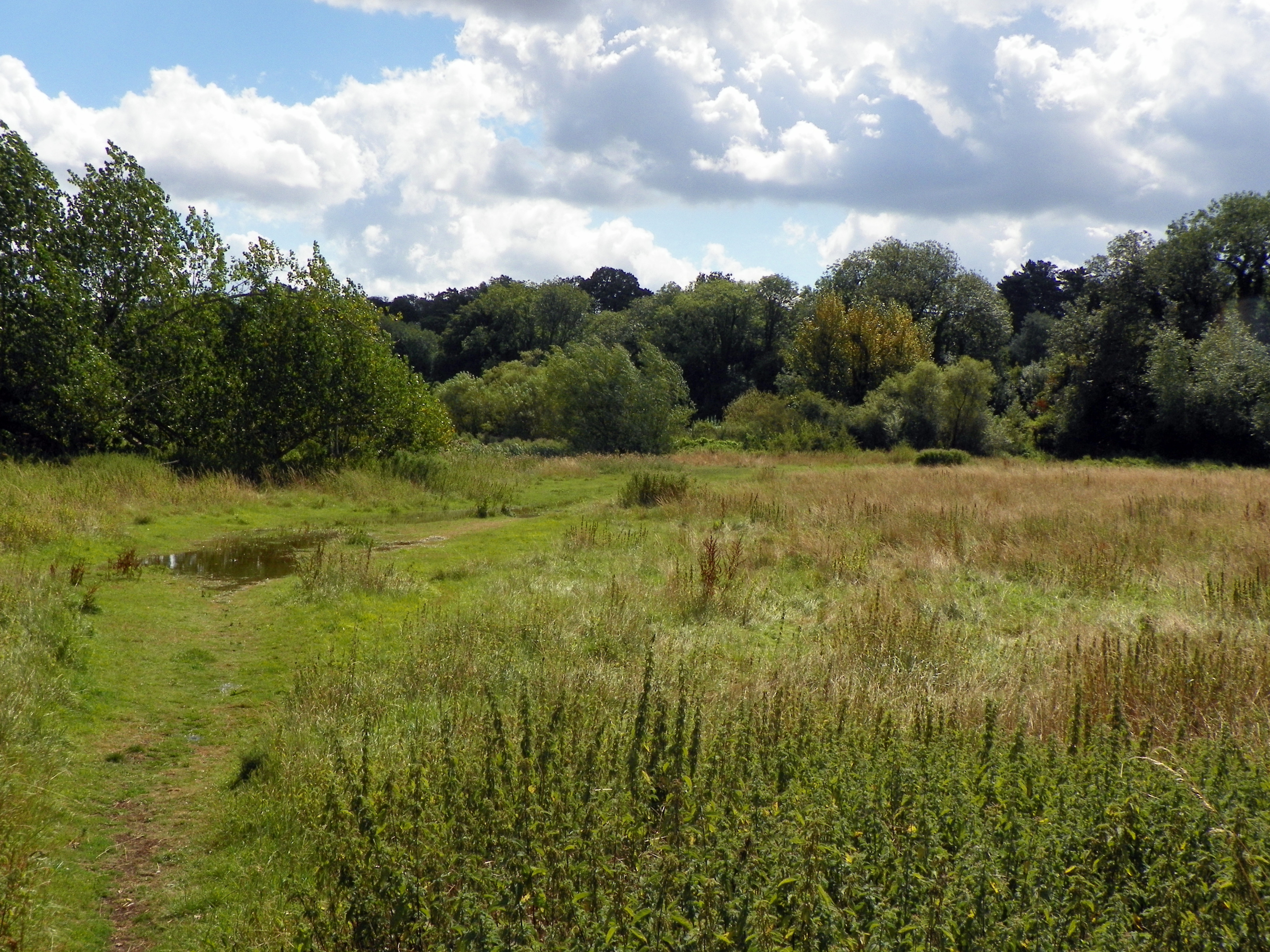 open meadow / marshland