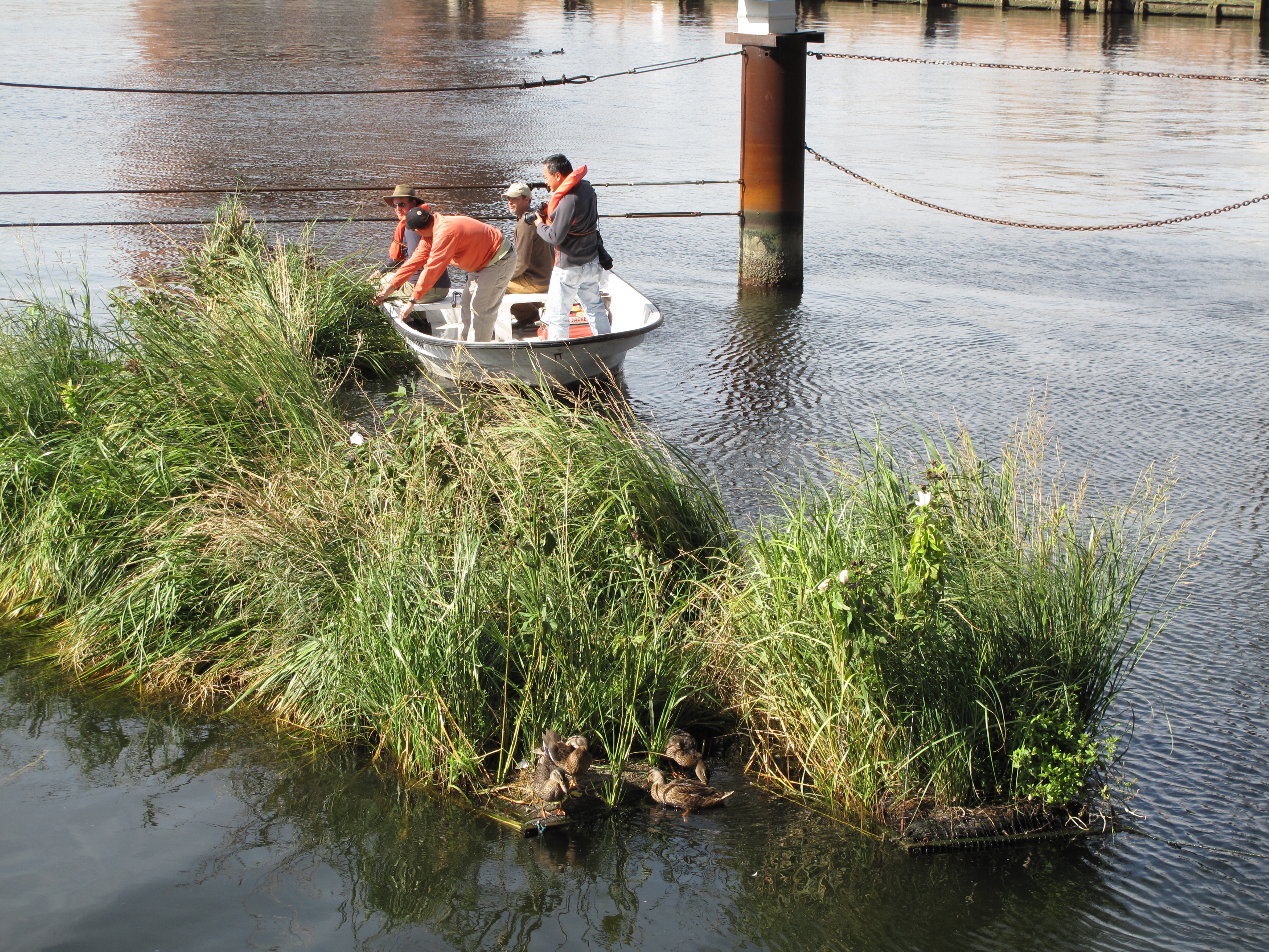 image of floating wetland